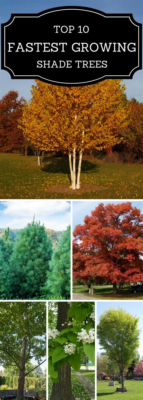 Top 10 Fastest Growing Shade Trees Fast Growing Shade Trees Backyard