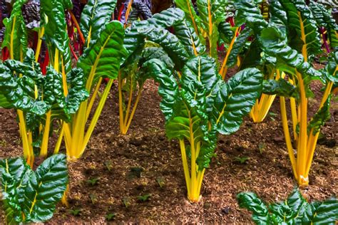 16 Vegetables You Can Grow In Partial Shade