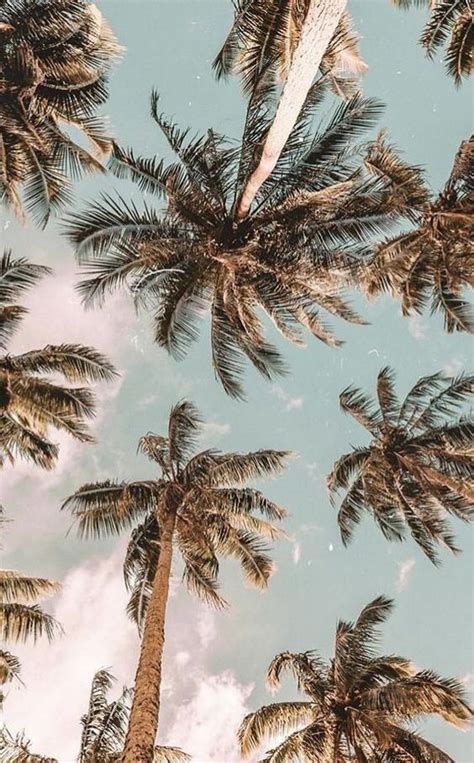 Palm Tree Wallpapers Iphone Hupages Download Iphone Wallpapers On