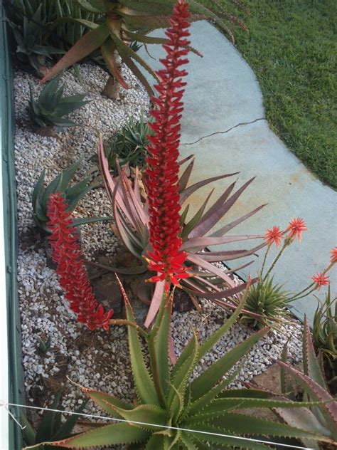 We did not find results for: Aloe 'Eric the Red' - Agaveville