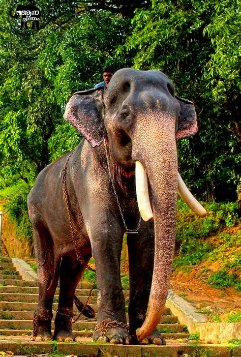 Mangalamkunnu karnan has won gajapattam including. Aanachandam - Kerala Elephants