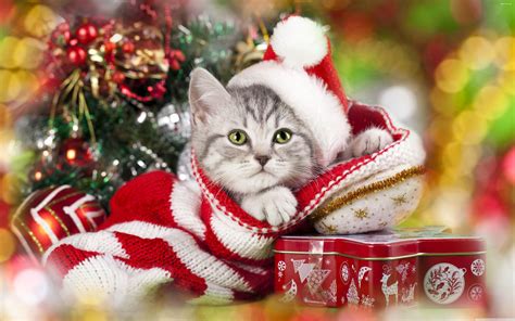 Christmas Cat Wallpapers Top Free Christmas Cat Backgrounds Wallpaperaccess
