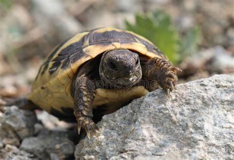 Baby Hermann S Tortoise Protected Species Stock Photo Image Of