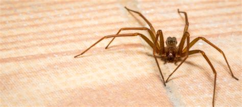 Do I Have A Brown Recluse Spider In My House Recluse Spiders In Mo