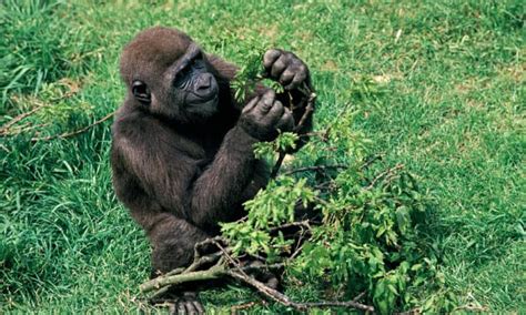 5 Things Gorillas Like To Eat Most Diet And Facts
