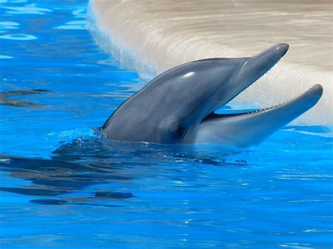 Check spelling or type a new query. 🥇 Imagen de delfin - 【FOTO GRATIS】 100009258