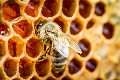 Bee Safe Pesticide May Not Be So Safe Says New Study Modern Farmer Picado De Abelha