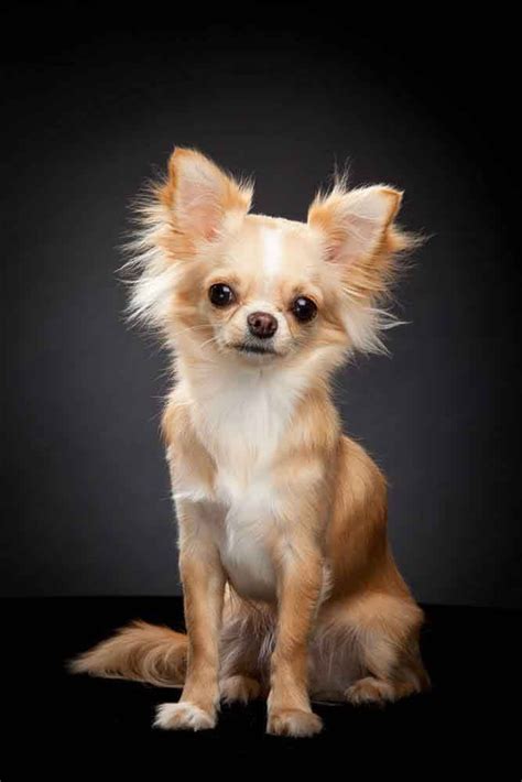 Extra short pixie, for instance, flatters girls and women with delicate facial features and big eyes. Female Dog Names: Popular Ideas For The Cute Girl Puppy ...