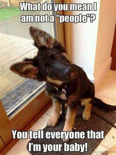 The 70 Funniest Dog Memes Of All Time Funny Dog Memes Funny Animal