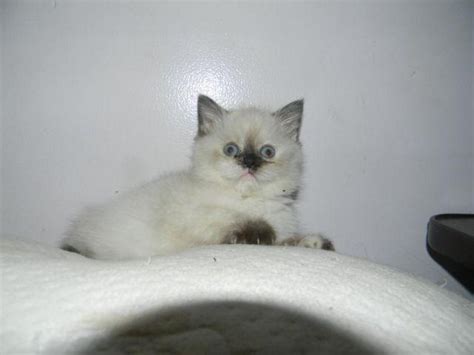 Blue eyes, flat nose, and excellent character. Siamese Himalayan Kittens for Sale in Rockford, Illinois ...