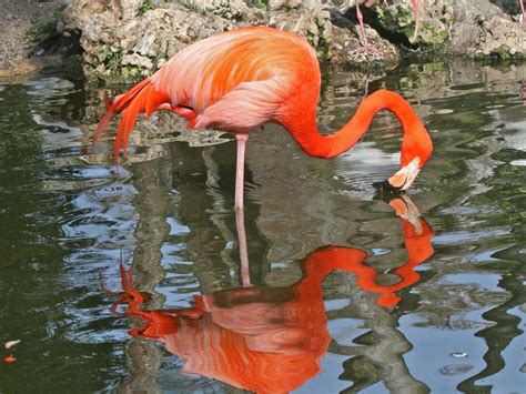 Flamingos are beautiful giant birds which are often seen standing on one leg on water lands. Birds of The World: Flmingos (Phoenicopteridae)
