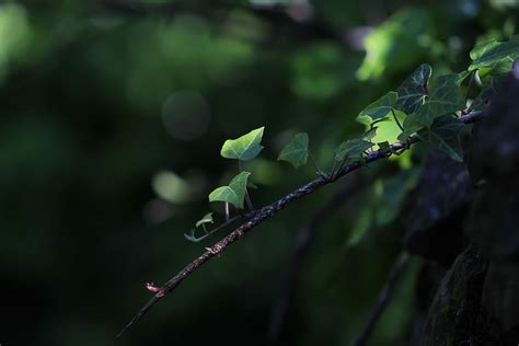 Hd Wallpaper Nature Green Ivy Leaves Plant Plants Creeper Park