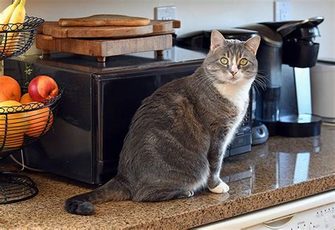 We did not find results for: How Can I Stop My Cat from Counter Surfing? - Paws and Effect