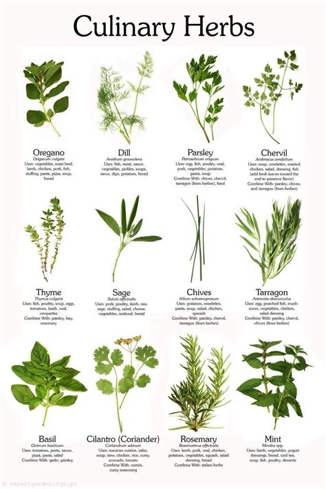 Common Cooking Herbs This Is Interesting Herbs Planting Herbs