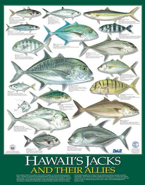 Posters Of Hawaiis Jacks And Their Allies In 2021 Fish Chart Marine