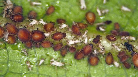 Pittosporum tobira 'variegata' variegated pittosporum1. Aphis odinae (Mango aphid) identification, images, ecology ...