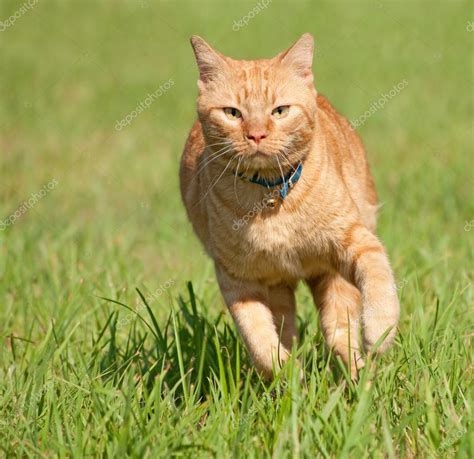 Orange Tabby Cat Running Fast Towards The Viewer In Green Grass Stock