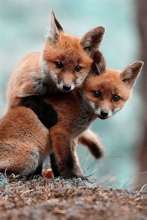 30 Adorable Twin Animals That Prove Cuteness Comes In Pairs Animaux
