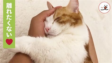 飼い主さんの「おてて」が大好きな猫さんの溢れる想い💕【peco Tv】 Youtube
