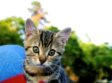What to keep in mind when looking for pet friendly apartments in arlington, tx. Low Cost Vaccines in Denton, TX. - Affordable Pet Friendly ...