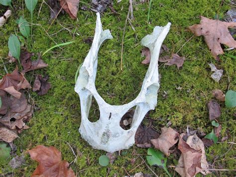 Identifying Deer Bones