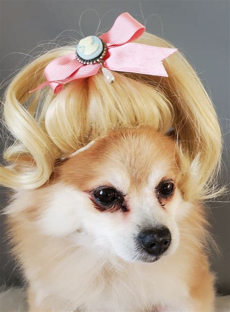 Chihuahua With Blonde Wig Pets Lovers