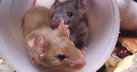 Understanding Mouse Social Interaction Using Noldus