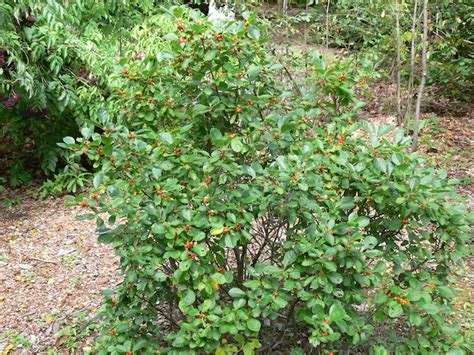 Winterberry Holly Ilex Verticillata Muskegon Conservation District