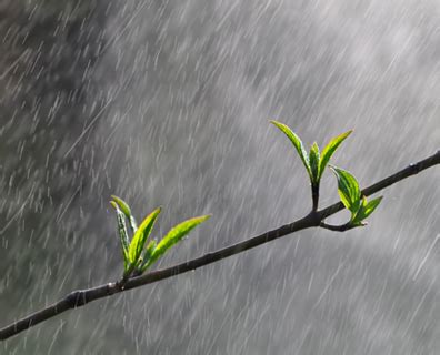 Can My Trees Get Too Much Rain? | Davey Blog