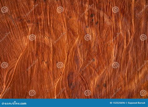 The Core Of The Wood That Has Been Cut Inwardly The Wood Texture Is