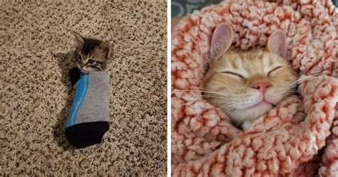 Snuggling Up With A Fresh Batch Of Purritos The 20 Cutest Wrapped Up