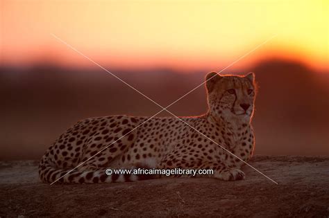 Photos And Pictures Of Cheetah At Sunset Acinonyx Jubatus Phinda