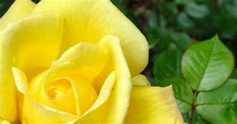 It is the most popular flower in valentine's day and it is also a symbol of love. Romantic Flowers: Yellow Rose Flower