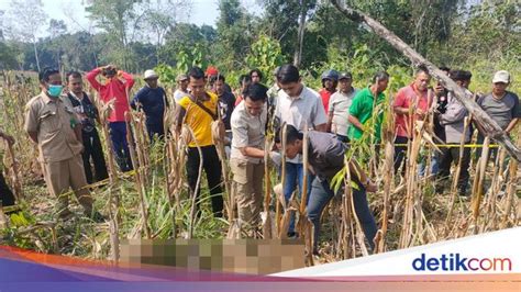 Kerangka Wanita Ditemukan Di Ladang Jagung Ngawi Diduga Korban Pembunuhan