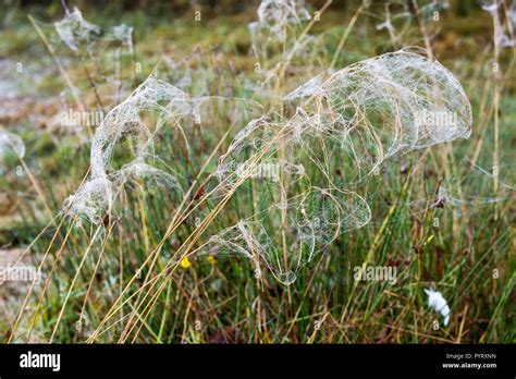 Cobwebs Covered In Dew From Morning Mist Enveloping Plants In