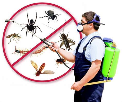 Pest Control in Hampshire » Wassup Mate