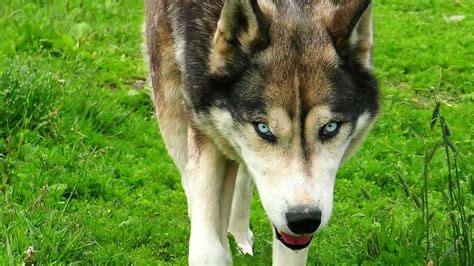 Get Wild With The Outstanding Husky Wolf Dog Mix Animalso