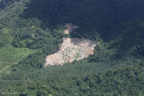Deforestation In Borneo Sabah2496