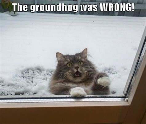The Groundhog Was Wrong Lolcats Lol Cat Memes Funny Cats