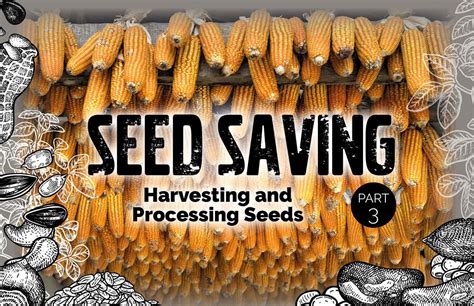 Seed Saving Part 3 Harvesting And Processing Seeds Garden Culture Magazine