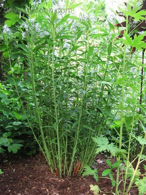 Amsonia, eastern bluestar, woodland blue star, willow. PlantFiles Pictures: Eastern Bluestar, Woodland Blue Star ...