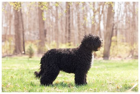 Our Barbet American Barbet Information On Barbet French Water Dogs