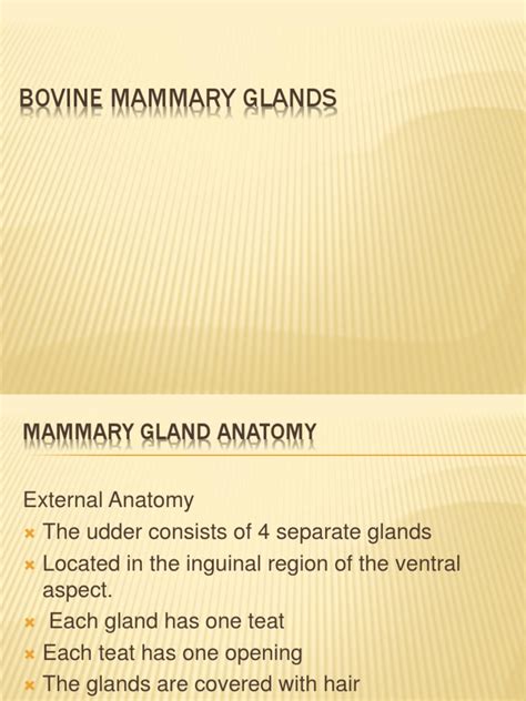16 Bovine Mammary Glands Complete Pdf Lymphatic System Artery