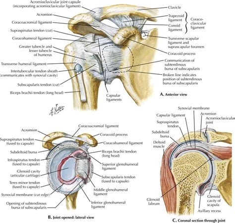 Shoulder tendonitis leads to shoulder joint problems. Upper Limbs | Radiology Key