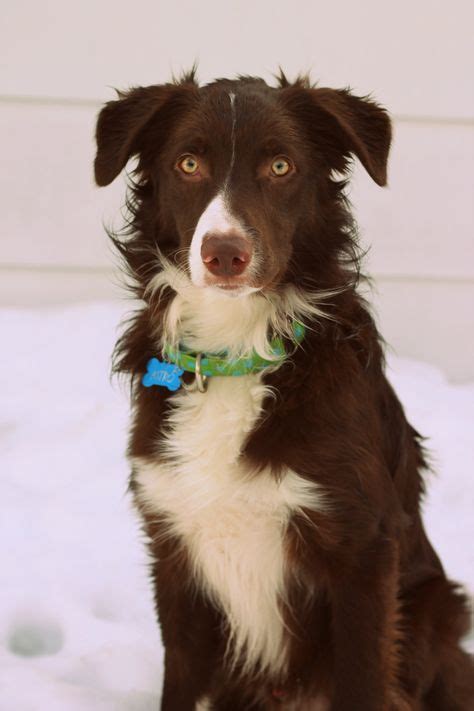 In addition to making a great companion. Red and white border collie puppy | Collie puppies, Border collie, Red border collie