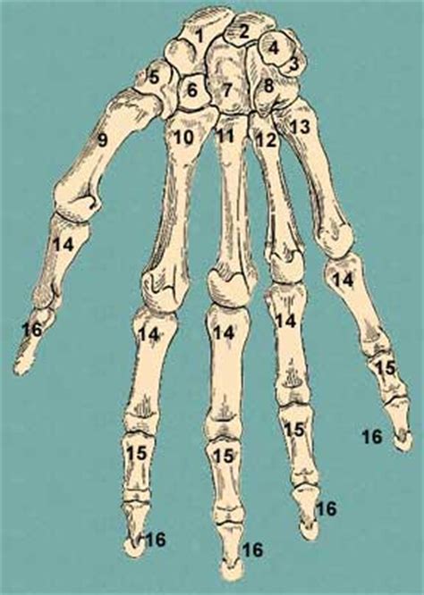 When you were born you had over 300 bones. Bones of the Hand