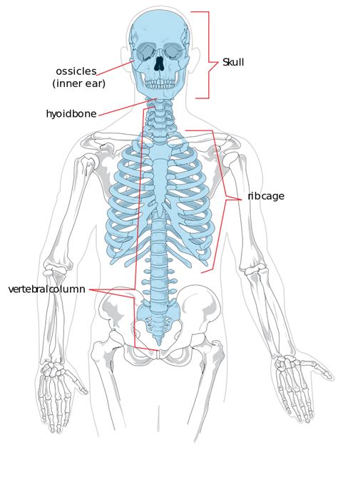 The spine or backbone consists of 26 small bones or vertebrae. Bones that make up the axial skeleton. | Axial skeleton ...
