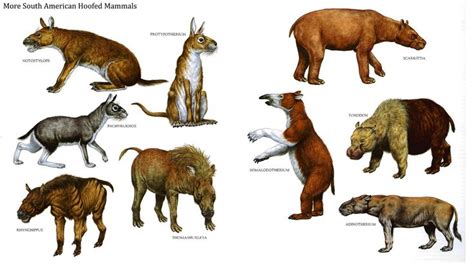 An Image Of Different Types Of Animals On The Same Page As Shown In