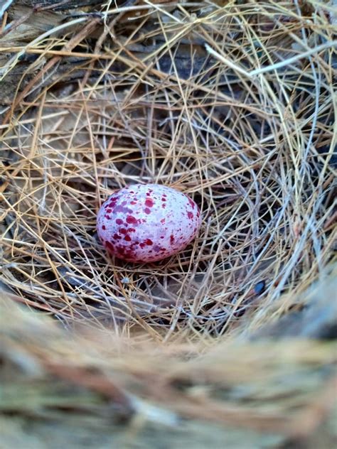 Thrush Nightingale Egg Nest Pink Bird Birds Stock Photos Free