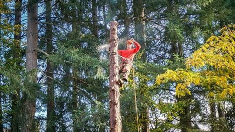 Winner for the giveaway revealed. Anderson Tree Service - Tree Care & Removal Anderson IN